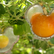 Illustration for article titled Tomato, ToMacco: Farmers are elevating their crops with vertical farming